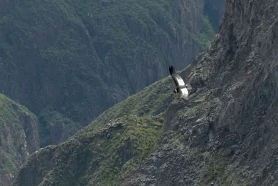 Tour Cañón del Colca Dos días
